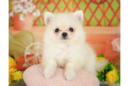 成約済の東京都のポメチワ:ポメラニアン×チワワ-343181の8枚目