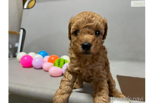 成約済の神奈川県のトイプードル-343185の18枚目