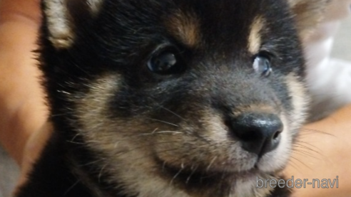 成約済の千葉県の柴犬-334770の4枚目