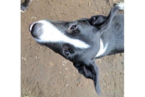 成約済の千葉県のミックス犬-331484の9枚目