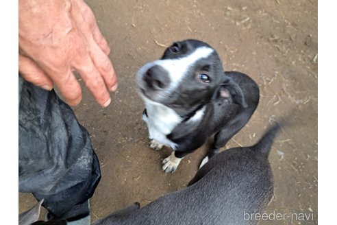 成約済の千葉県のミックス犬-331484の8枚目