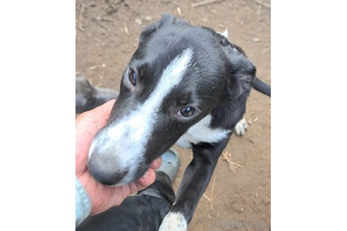 成約済の千葉県のミックス犬-331484の7枚目