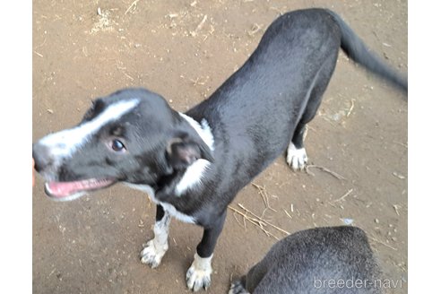 成約済の千葉県のミックス犬-331484の4枚目