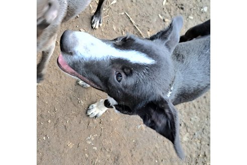 成約済の千葉県のミックス犬-331484の5枚目
