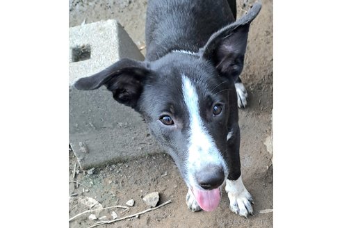成約済の千葉県のミックス犬-331484の6枚目