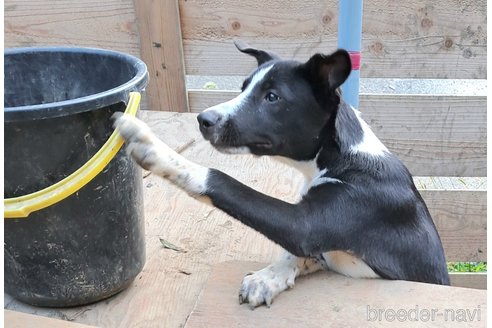 成約済の千葉県のミックス犬-331484の3枚目