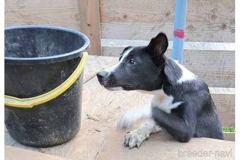 成約済の千葉県のミックス犬-331484の2枚目