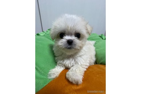 成約済の滋賀県のミックス犬-334566の5枚目