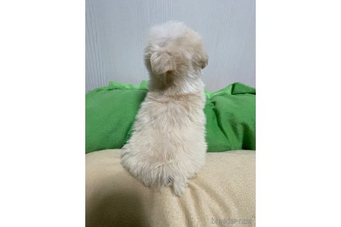 成約済の滋賀県のミックス犬-334566の2枚目