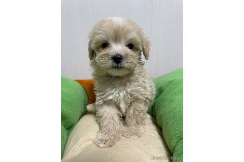 成約済の滋賀県のマルプー:マルチーズ×トイプードル-336186の10枚目