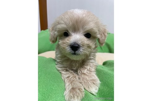 成約済の滋賀県のマルプー:マルチーズ×トイプードル-336186の7枚目