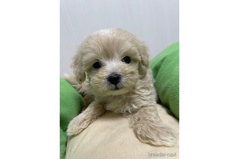 成約済の滋賀県のマルプー:マルチーズ×トイプードル-336186の8枚目