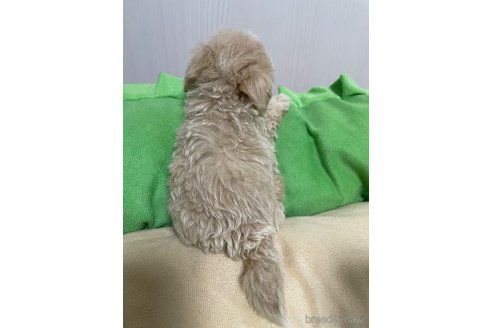 成約済の滋賀県のマルプー:マルチーズ×トイプードル-336186の9枚目