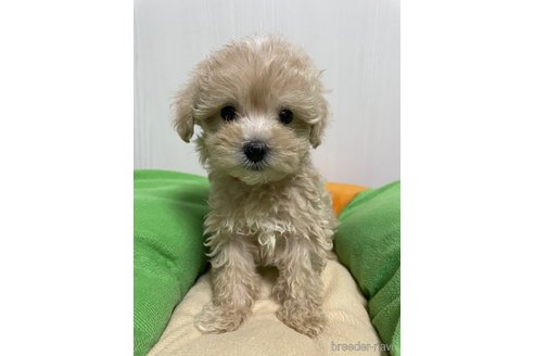 成約済の滋賀県のマルプー:マルチーズ×トイプードル-336191の5枚目