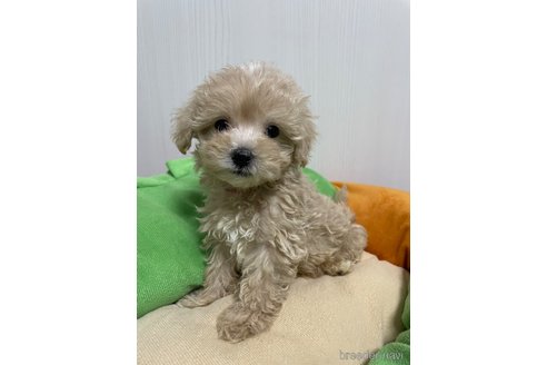成約済の滋賀県のマルプー:マルチーズ×トイプードル-336191の4枚目