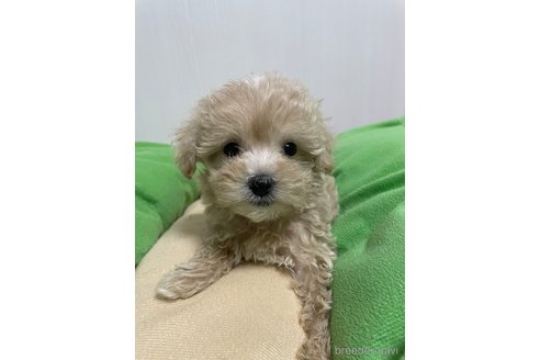 成約済の滋賀県のマルプー:マルチーズ×トイプードル-336191の3枚目