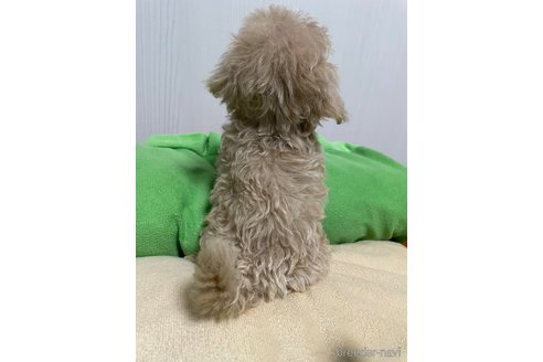 成約済の滋賀県のマルプー:マルチーズ×トイプードル-336191の2枚目