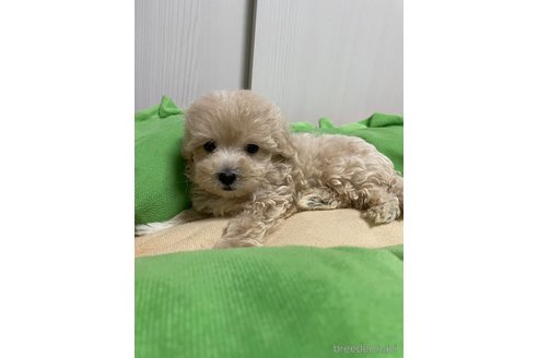 成約済の滋賀県のマルプー:マルチーズ×トイプードル-336192の8枚目