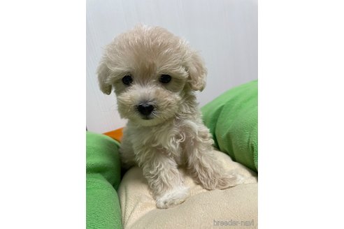 成約済の滋賀県のマルプー:マルチーズ×トイプードル-336192の7枚目