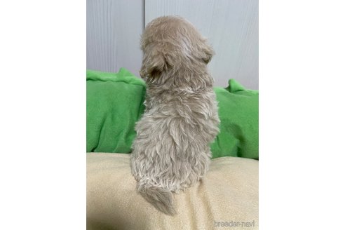 成約済の滋賀県のマルプー:マルチーズ×トイプードル-336192の10枚目