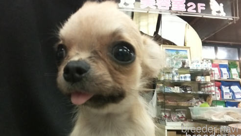 成約済の愛知県のチワワ(ロングコート)-320983の8枚目