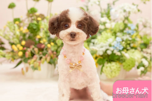 リンリンちゃん1枚目