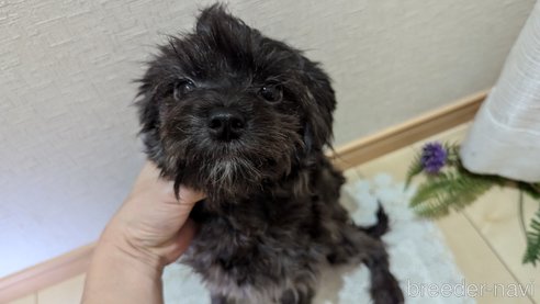成約済の広島県のチワプー:チワワ×トイプードル-271215の8枚目