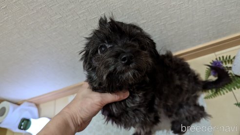 成約済の広島県のチワプー:チワワ×トイプードル-271215の6枚目