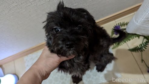 成約済の広島県のチワプー:チワワ×トイプードル-271215の4枚目
