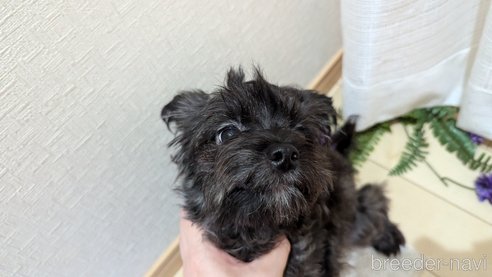 成約済の広島県のチワプー:チワワ×トイプードル-271215の5枚目