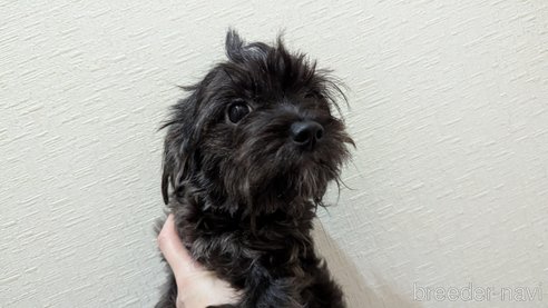 成約済の広島県のチワプー:チワワ×トイプードル-271215の2枚目