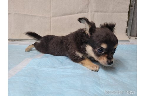 成約済の神奈川県のミックス犬-336520の9枚目