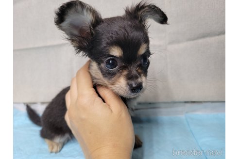 成約済の神奈川県のミックス犬-336520の7枚目