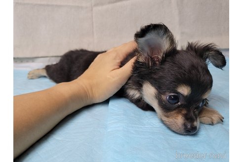 成約済の神奈川県のミックス犬-336520の6枚目