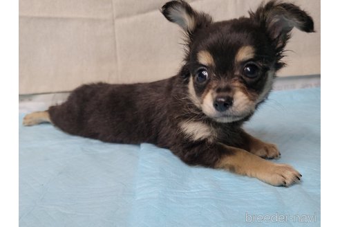 成約済の神奈川県のミックス犬-336520の5枚目