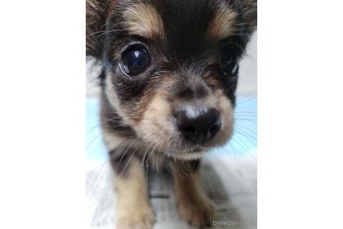 成約済の神奈川県のミックス犬-336520の4枚目