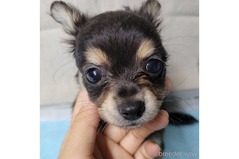 成約済の神奈川県のミックス犬-336520の2枚目