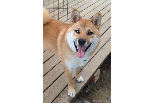 成約済の岐阜県の柴犬-342973の3枚目