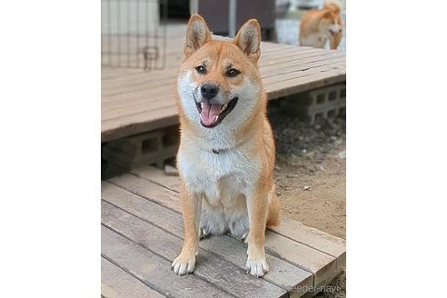 成約済の岐阜県の柴犬-342973の2枚目