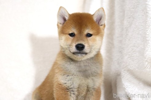 成約済の滋賀県の柴犬-343275の7枚目