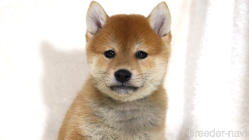 成約済の滋賀県の柴犬-343275