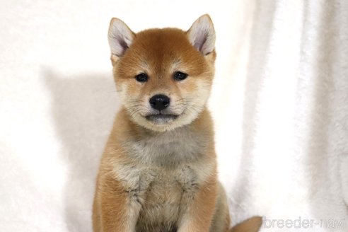 成約済の滋賀県の柴犬-343275の6枚目