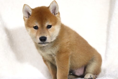 成約済の滋賀県の柴犬-343275の5枚目