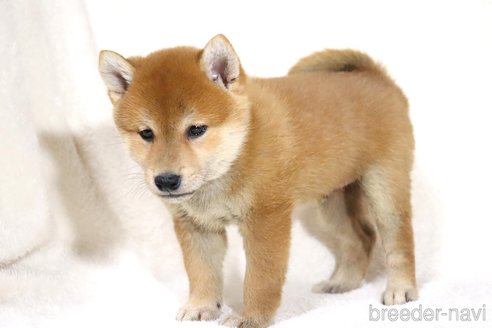 成約済の滋賀県の柴犬-343275の4枚目