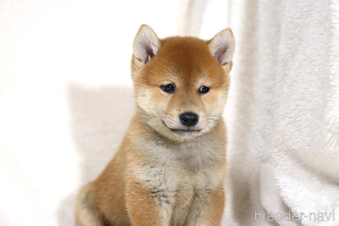 成約済の滋賀県の柴犬-343275の3枚目