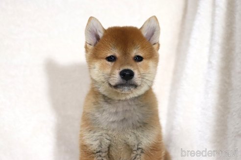 成約済の滋賀県の柴犬-343275の2枚目