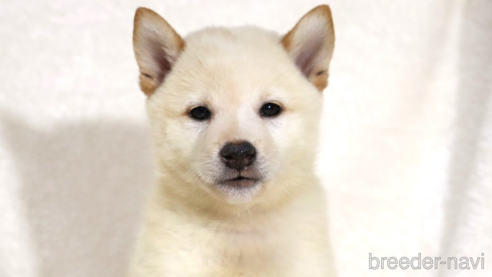 成約済の滋賀県の柴犬-343278の1枚目