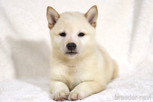 成約済の滋賀県の柴犬-343278の7枚目