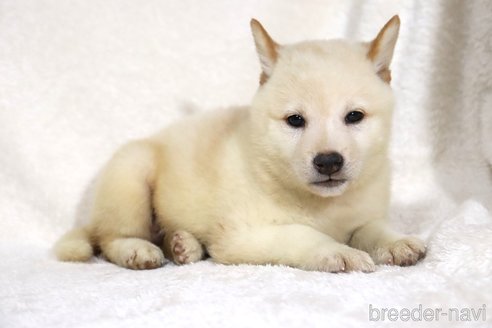 成約済の滋賀県の柴犬-343278の6枚目
