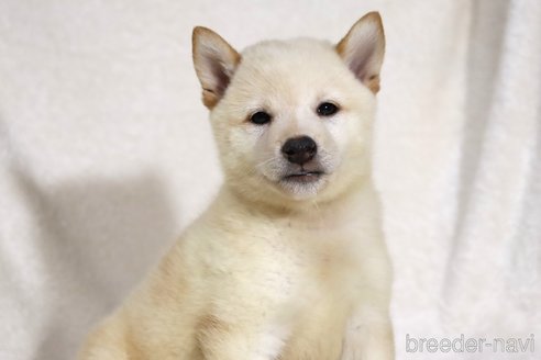 成約済の滋賀県の柴犬-343278の5枚目